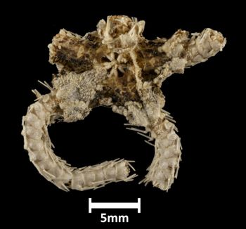 Media type: image;   Invertebrate Zoology OPH-1973 Description: Top of brittle star, most of the disc missing.;  Aspect: dorsal